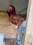 Hens