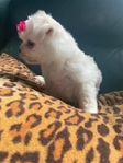Korean Baby-Doll Face Maltese
