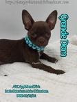 Stunning AKC Green Eyed Male Applehead Chihuahua