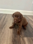 AKC Registered Chocolate Lab Puppies