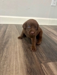 AKC Registered Chocolate Lab Puppies