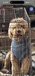Golden Doodle