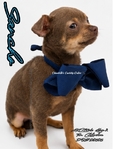 AKC Stunning Lilac & Tan Male Chihuahua