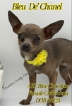 AKC Blue Fawn Female Chihuahua