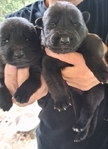 Solid Black German Shepherd Puppies
