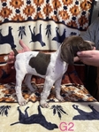 Akc German shorthaired pointer puppies!