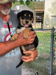 Free Puppies