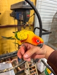 Baby Sun Conures