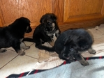 German shepherd pups