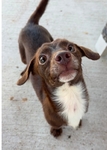 Chiweenies,Pomchi, Maltipoo.