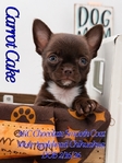 AKC Gorgeous Applehead Chihuahuas