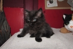 Ragdoll kittens for sale