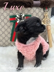 Gorgeous Luxurious AKC Female Longcoat Chihuahua