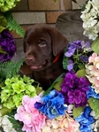 Labrador Retriever Puppies