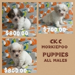 CKC MORKIEPOO PUPPIES 3 MALES $500.00