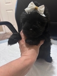 Adorable Toy Shorkie Puppies