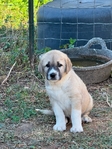 AKC ANATOLIAN SHEPARD puppies