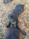 CANE CORSO PUPPIES