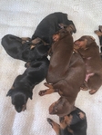 Doberman Puppies for sale