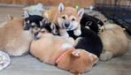 Shiba Inu puppies
