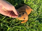 Forgive puppies