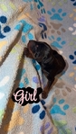 AKC bloodline Doberman puppies