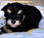 Toy/Miniature Schnauzer Male puppies