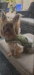 Yorkie
