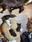 German shorthair Pointers