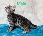 Registered Bengal kittens