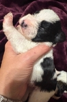 CKC Mini Schnauzers!!