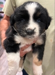 MINIATURE AUSTRALIAN SHEPHERD PUPPIES