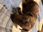 Daschund Puppies