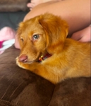 Female long haired Mini Dachshund for sale