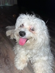 Rehoming 1 year old male maltipoo