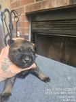 AKC REGISTERED WORKING BELGIAN MALINOIS PUPS