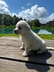 Cream White Labrador Puppies Available