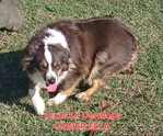Toy Australian Shepherd male registered
