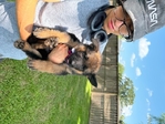 German Shepherd Pups