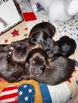 Mini Longhair Dachshund Puppies