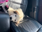 Half Great Pyrenees puppy