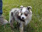 Mini Australian Shepherd Puppies