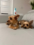 Yorkie