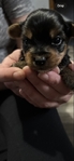 Ckc Yorkie puppies