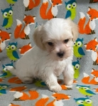CKC MALE MORKIEPOO PUPPY 1 LEFT (SALE $500.00 )
