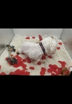 AKC Parti Yorkie & AKC Maltese