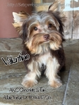 AKC Magnificent Plush Male Yorkie