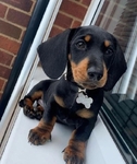 Healthy Well Trianed dachshund puppies