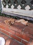 Free Kittens in Port Arthur