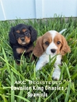 AKC Cavalier King Charles Spaniel Puppies
